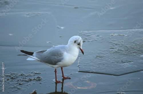 seagull on the ice