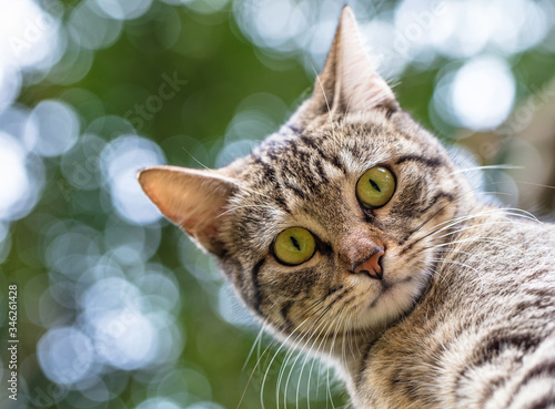 Gato olhando de cima para baixo