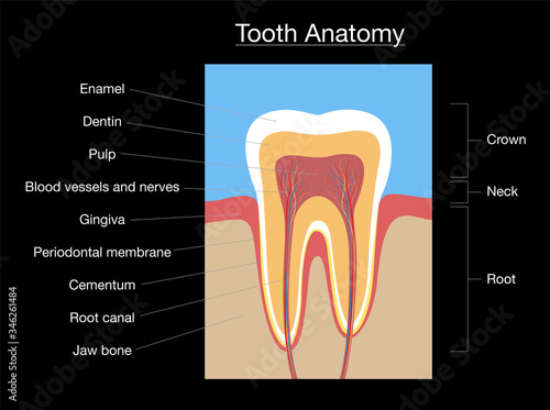 Tooth anatomy, medical labeled cross section chart with enamel, dentin, pulp, gingiva, blood vessels and nerves. Isolated vector illustration on black background. 
