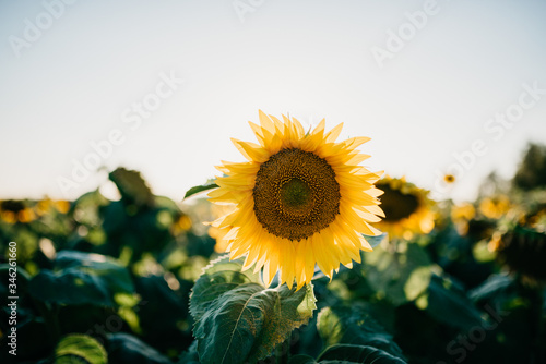 photo of sunflowers during sunset