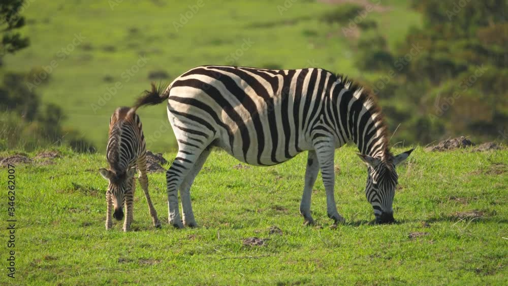 Adorable zebra baby eating with mother in natural habitat, Addo Elephant National Park, South Africa Adorable zebra baby eating with mother in natural habitat, Addo Elephant National Park, South Africa