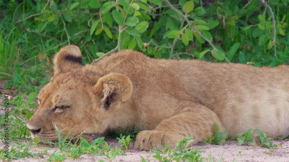 Tired Wild Lion Cub Sleeping Close Up, Telephoto Portrait Tired Wild Lion Cub Sleeping Close Up, Telephoto Portrait
