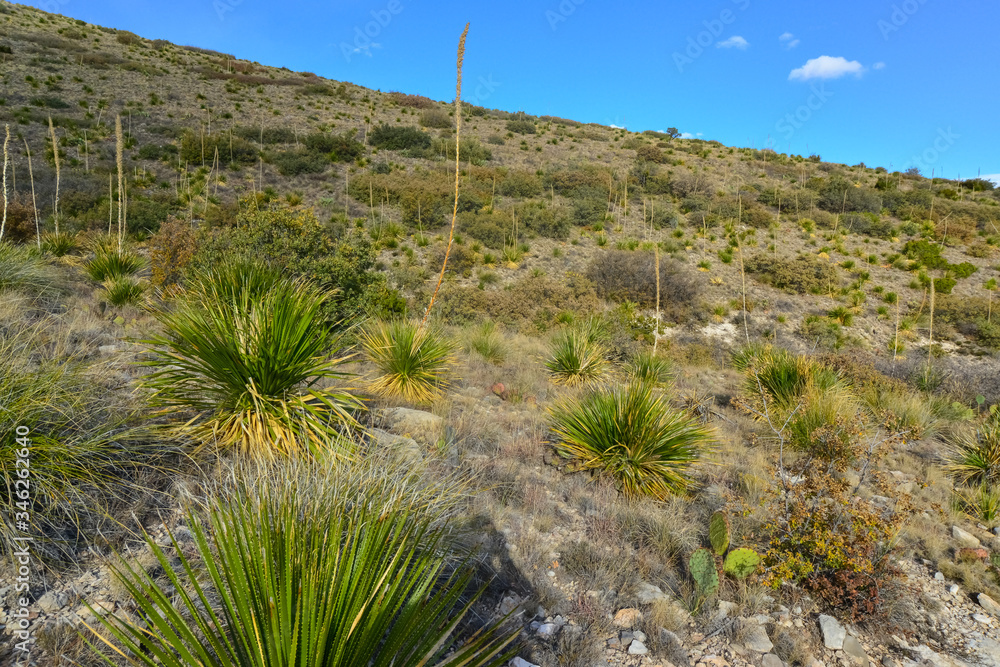 Agave, yucca, cacti and desert plants in a mountain valley landscape in New Mexico, Agave, yucca, cacti and desert plants in a mountain valley landscape in New Mexico,