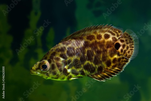 leopard bush fish, exotic and funny freshwater labyrinth species from Congo, Middle Africa, careful predator, timid community tank pet, beauty of nature concept image