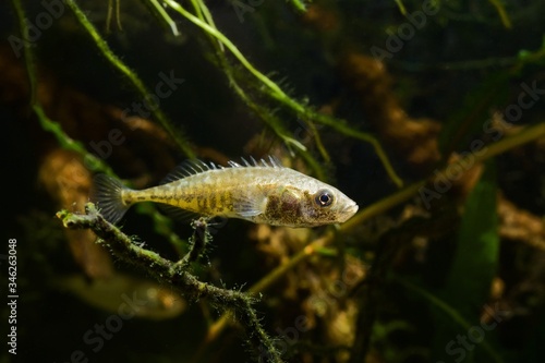 active and curious species ninespine stickleback, intelligent freshwater decorative wild fish show its spines, European temperate lake biotope aquarium, nature protection concept © Valeronio