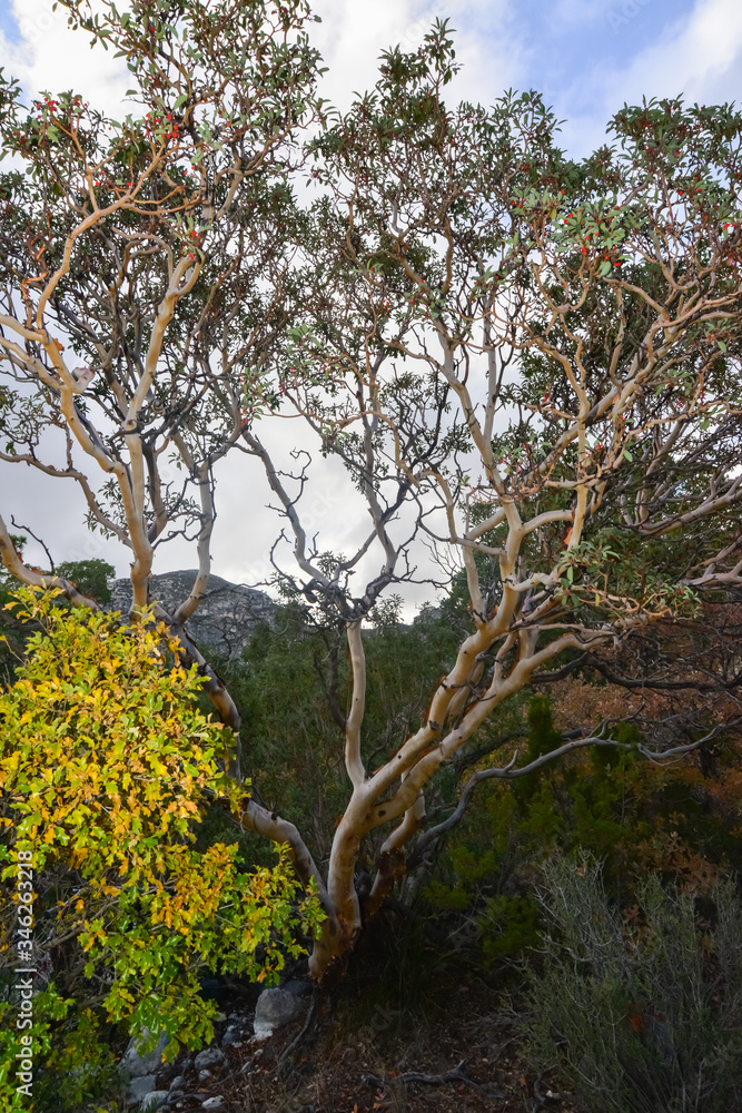 Endemic, tree Texas Madrone (Arbutus xelapensis) in a mountain landscape in New Mexico, USA Endemic, tree Texas Madrone (Arbutus xelapensis) in a mountain landscape in New Mexico, USA