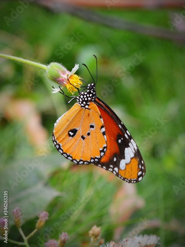 butterfly on flower © Ayush