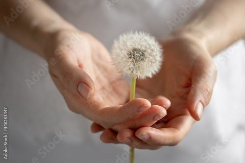Female hands holding a dandelion flower © Madeleine Steinbach