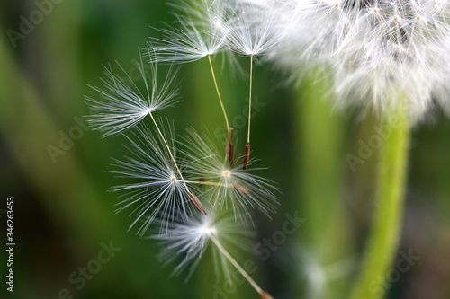 Abfliegende Samen einer Pusteblume