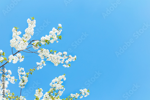 Branch of a blossoming tree in a blue sky. Spring blossom.