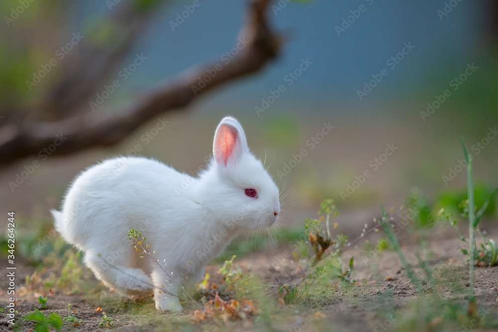 Little rabbit on green grass in summer day Little rabbit on green grass in summer day