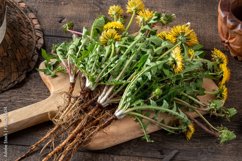 Whole dandelion plant with root