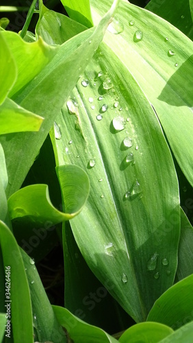 green leaf with water drops