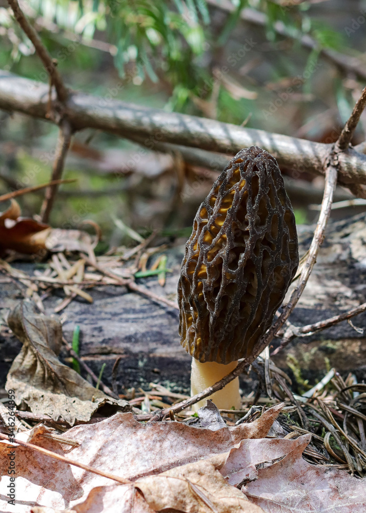 Morel Mushroom in the woods Morel Mushroom in the woods