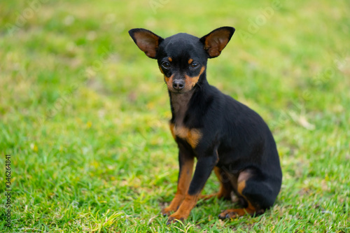a young chihuahua