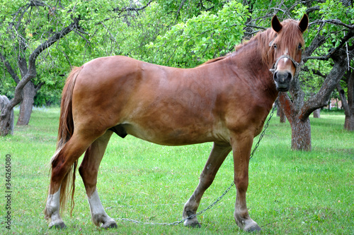 Brown horse on a green background. A horse is grazing among the trees