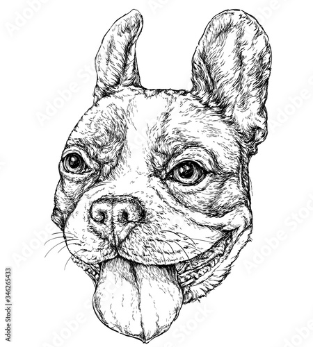 Hand drawn vintage style sketch of funny French Bulldog