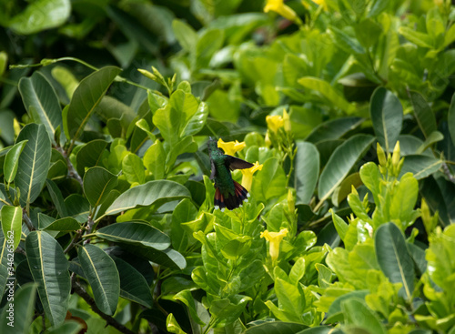 Green Breasted Mango photo