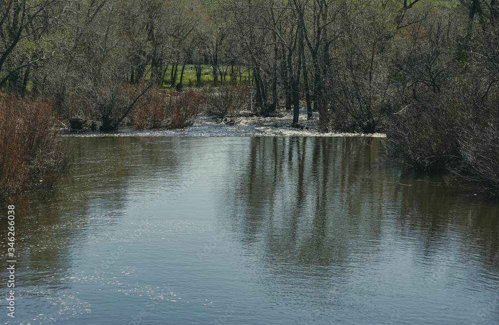 Fototapeta premium river in the forest