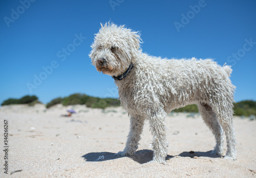 White Spanish Water Dog on the beach. © Ana Dracaena