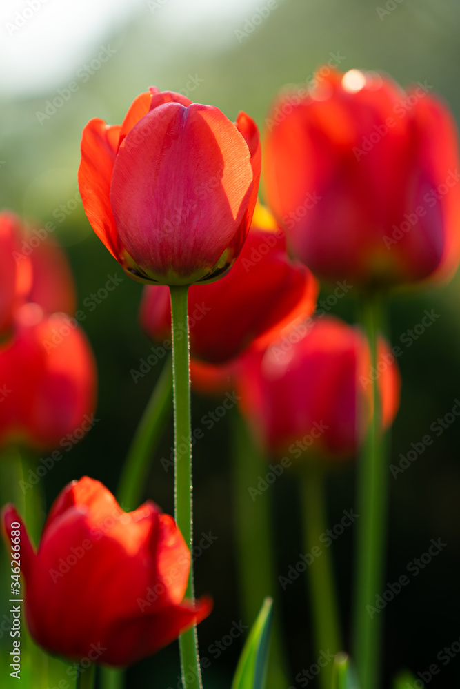 tulip tulip
