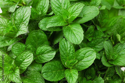 Fresh mint plant background. Healthy. Top view