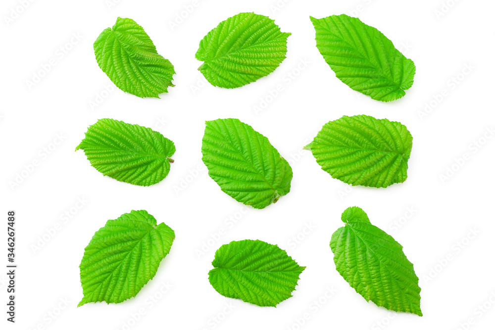 hazelnut leaves isolated on a white background. top view