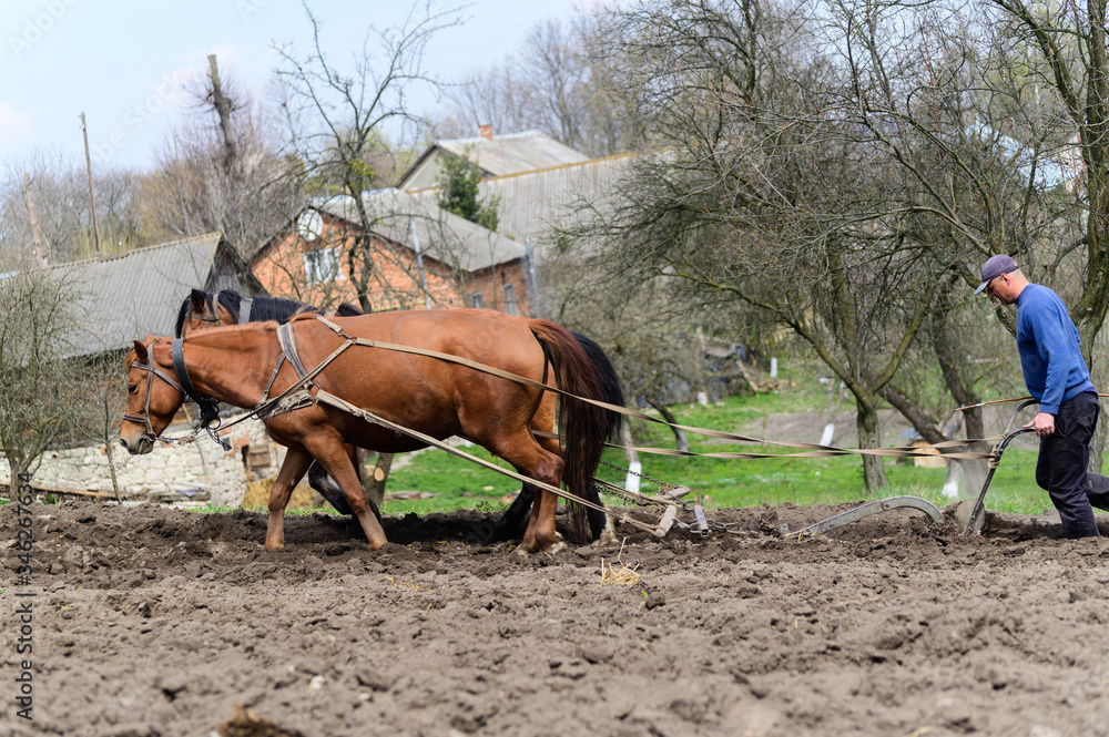 Man ploughing the field with horses Man ploughing the field with horses