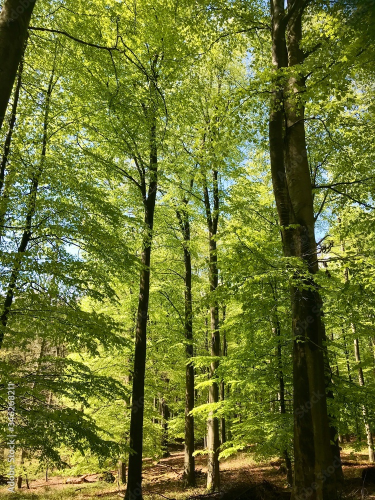 Obraz premium Frühling im Wald junge grüne Baume Sonnenstrahlen durch die Blätter im Brekendorfer Forst in den Hüttenerzeugnisse Bergen
