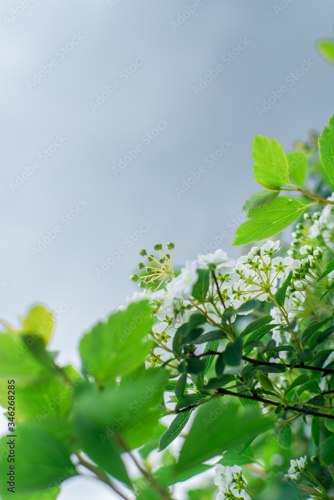 Obraz premium flowering bush against the sky
