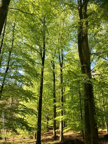 Fototapeta Naklejka Na Ścianę i Meble -  Frühling im Wald junge grüne Baume Sonnenstrahlen durch die Blätter im Brekendorfer Forst in den Hüttenerzeugnisse Bergen