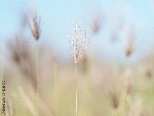 Swallen Fingergrass Chloris barbata SW. Dominican Republic. Selective focus.