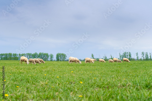  a flock of sheep grazes on a green field on a sunny day in summer
