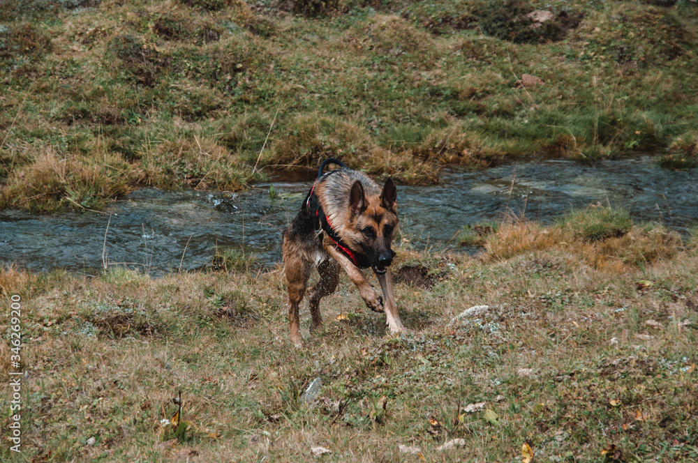 German shepherd swims in the river, dog runs and jumps in the water German shepherd swims in the river, dog runs and jumps in the water