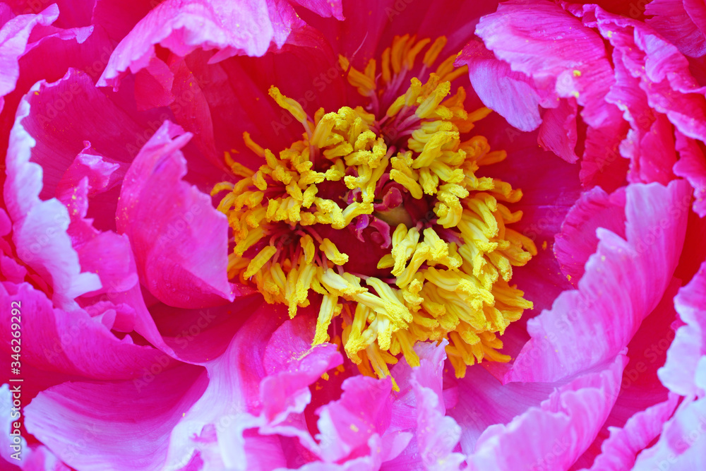 Obraz premium Full bloom close-up view of a pink tree peony flower with yellow stamens