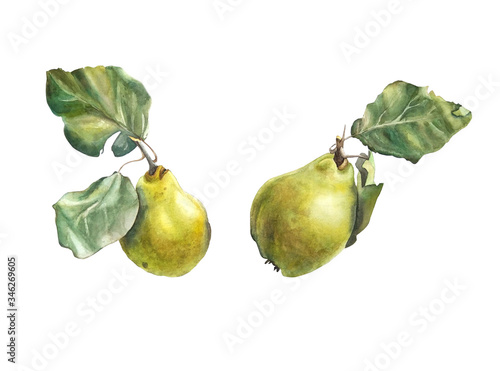 botanical watercolor illustration - quince photo