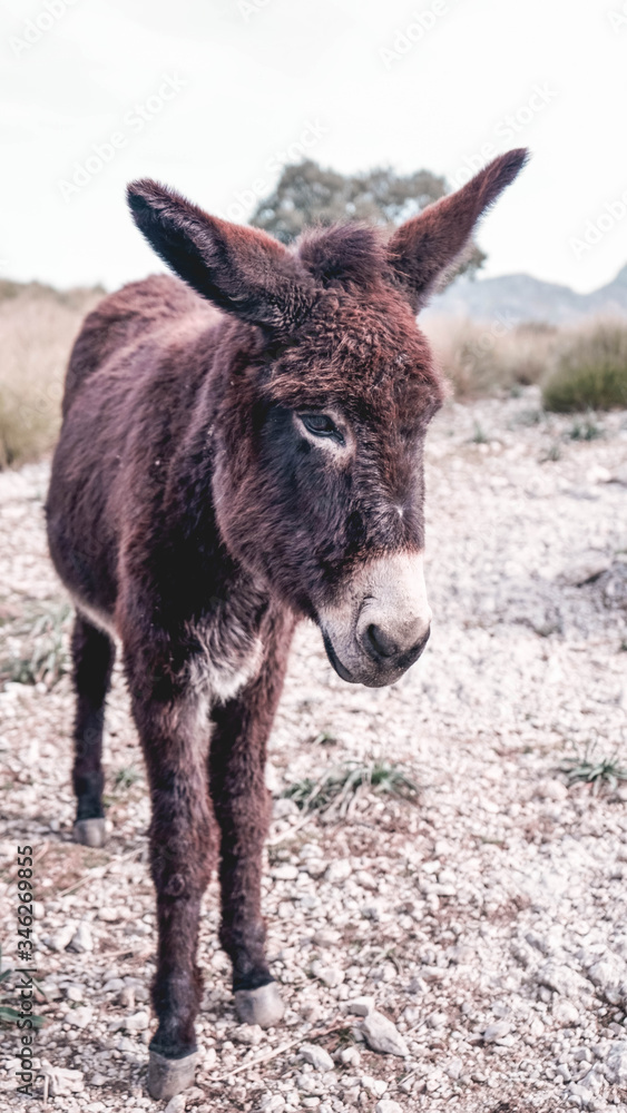 Wild brown donkey (from the Mediterranean) on a mountain in Mallorca.