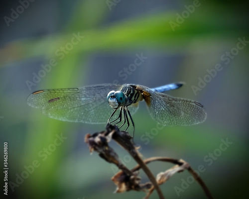 Dragonfly © Christina Gaudet