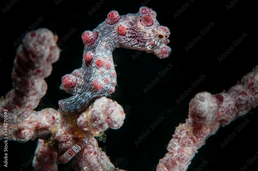 red pygmy seahorse on soft coral, barbiganti
