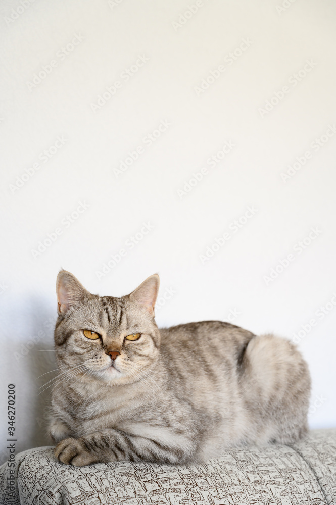 Portrait of a domestic cat. Scottish straight gray cat lies on the back of the sofa. Displeased look. Light background, copy space, vertical orientation.