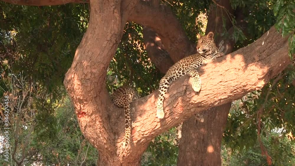 Two young leopards resting on the tree in Chobe National Park Two young leopards resting on the tree in Chobe National Park