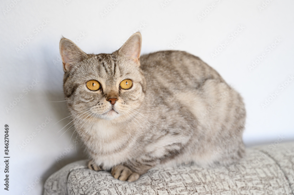 Portrait of a domestic cat. Scottish straight cute cat lies on the back of the sofa. Light background, horizontal orientation.