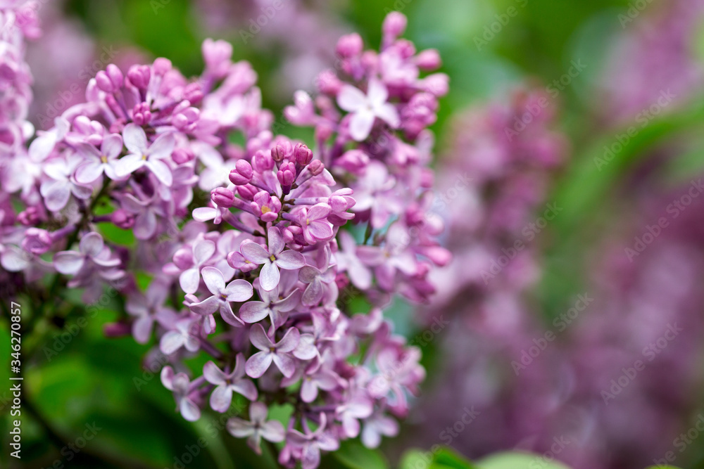 Flowers with five or three petals on a lilac branch, a sign of good luck. Flowers with five or three petals on a lilac branch, a sign of good luck.