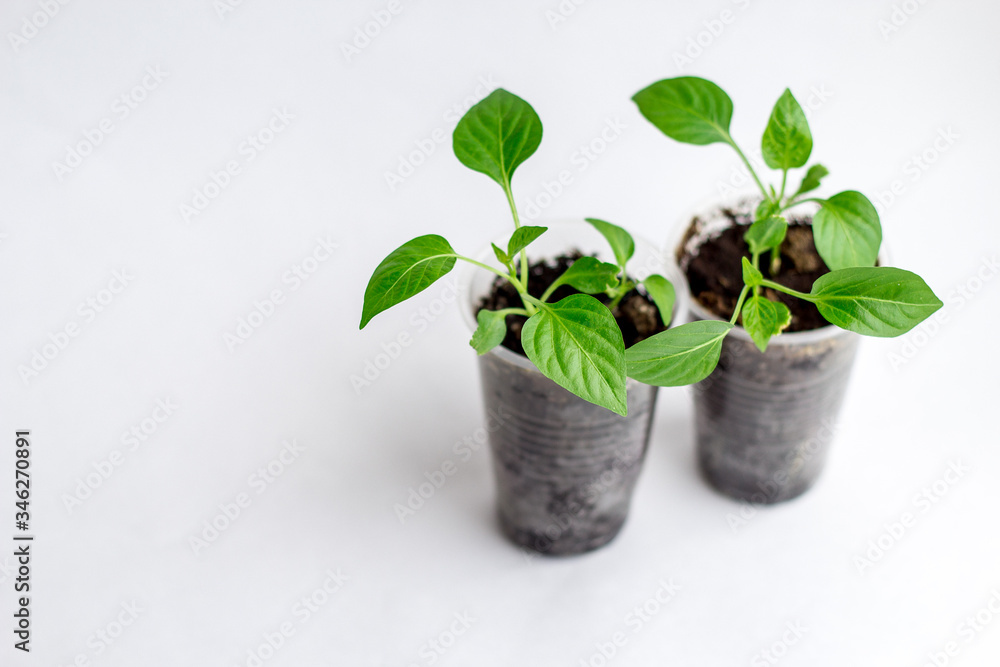 Young seedlings on a white background. seedlings ready for planting. the germs of life are drawn up Young seedlings on a white background. seedlings ready for planting. the germs of life are drawn up