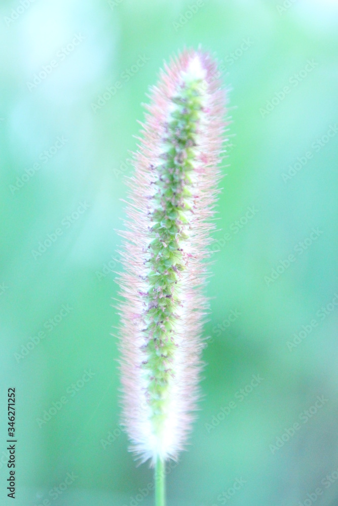 えのころ草 えのころ草