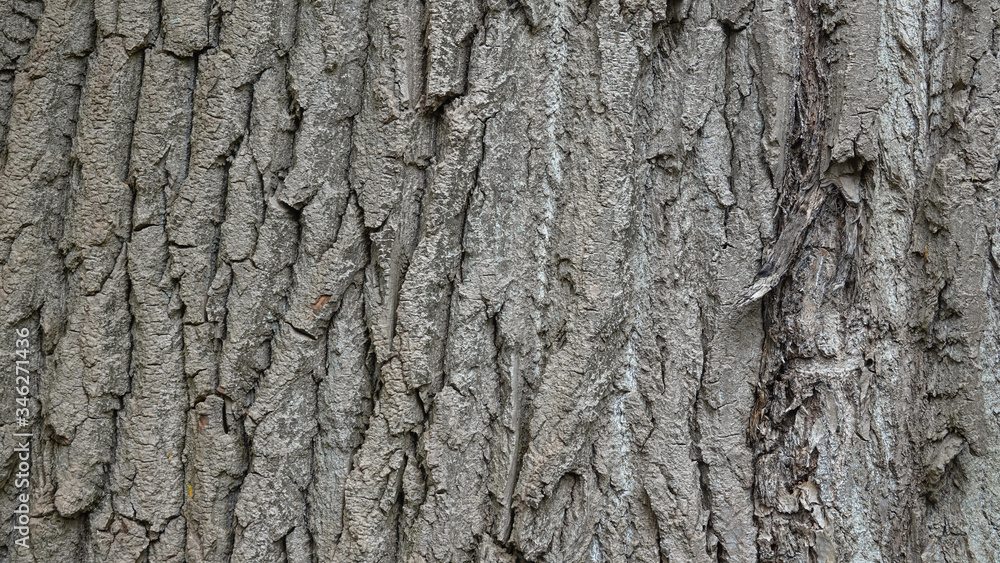 Old Wood Tree Texture Background Pattern Old Wood Tree Texture Background Pattern