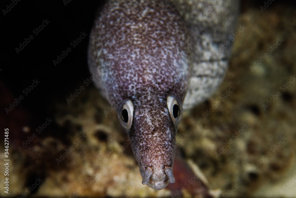moray eel moray eel