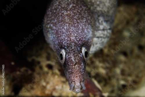 moray eel