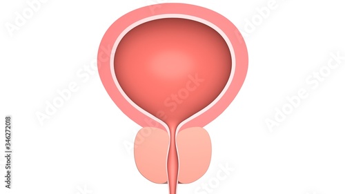 Human bladder with a prostate.  Isolated on white. 3D-rendering.