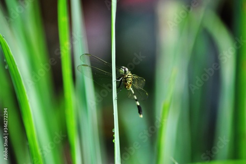 dragonflies perch on the grass
